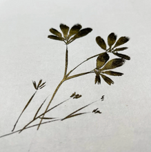 Load image into Gallery viewer, Kozo Pure Paper 10.5" x 13.75" (10 Sheets)
